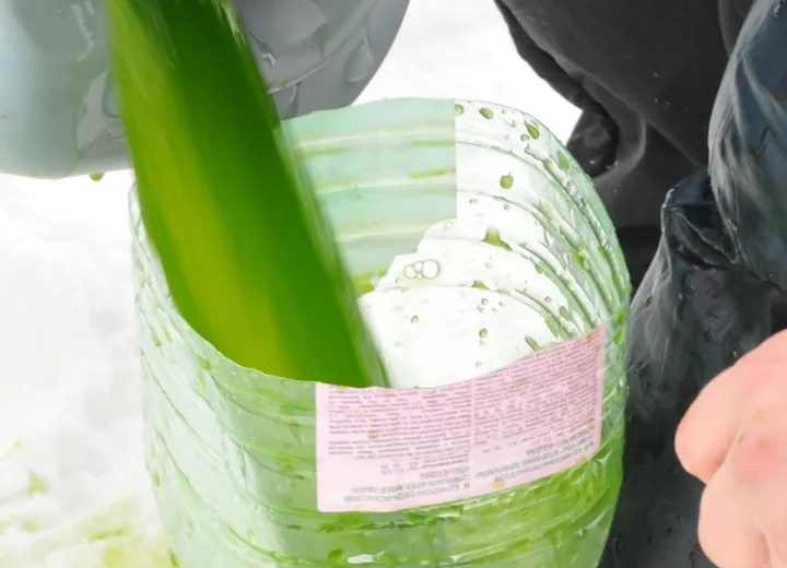 Introduction of Chlorella into Beloyarsk Water Reservoir