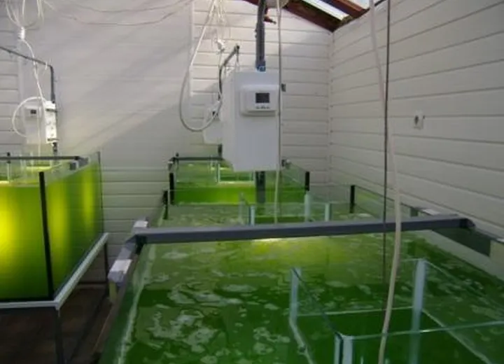 The growing of chlorella