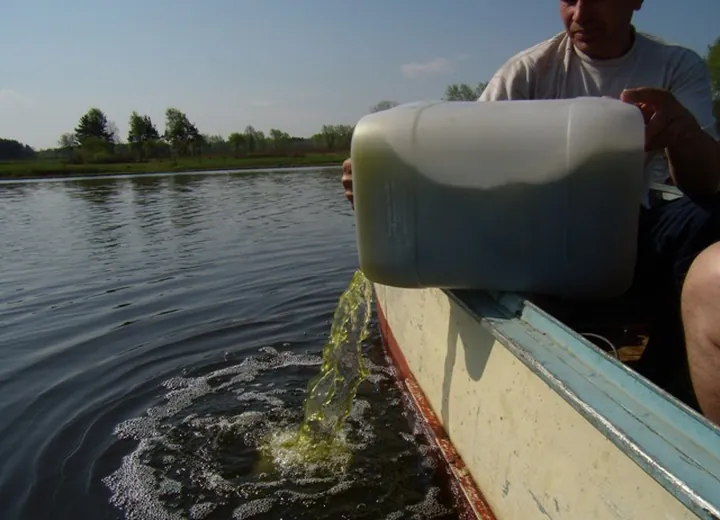 Introduction of Chlorella Vulgaris into Nizhny Tagil Municipal Pond (Summer, 2010 year)