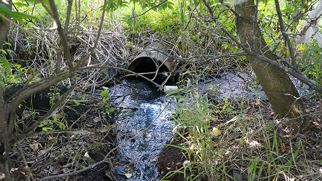Секретные проекты оздоровления Воронежского водохранилища